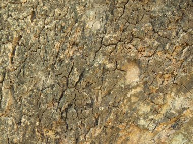 Ağaç kabuğu dokusu kapat