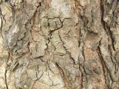 Ağaç kabuğu dokusu kapat