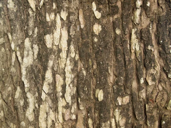 Textura Corteza Árbol Cerca —  Fotos de Stock