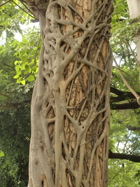 Árbol Forestal Con Raíces — Foto de Stock