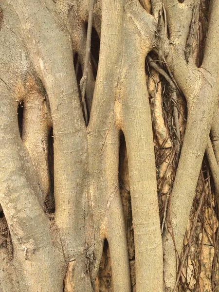 Árbol Forestal Con Raíces —  Fotos de Stock