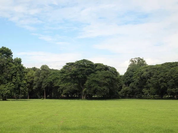 Dziedzinie Zielonej Trawie Parku Miejskim — Zdjęcie stockowe