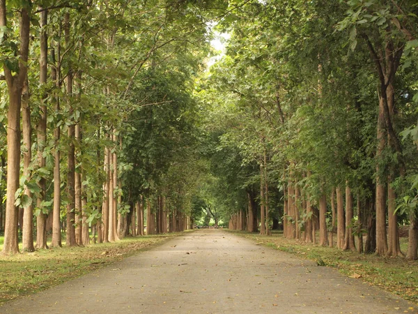 Yol Ağaçların Çevresinde — Stok fotoğraf