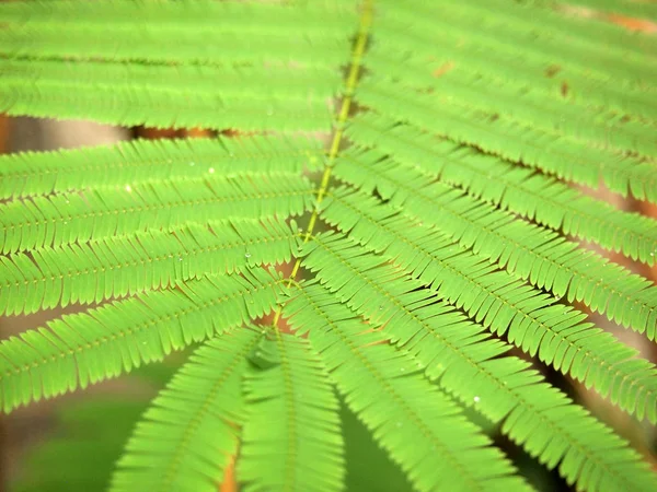 Close Visão Detalhada Folhas Pequenas Verdes — Fotografia de Stock