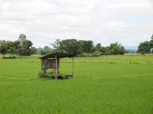 Bela Paisagem Dos Campos Arroz Tailândia — Fotografia de Stock