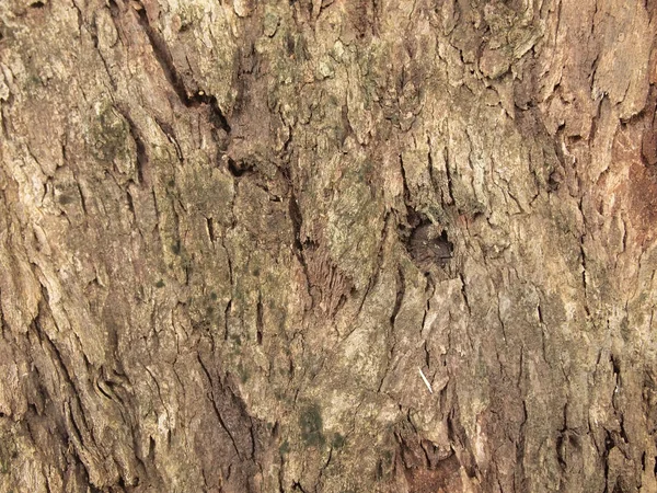 Ağaç Kabuğu Dokusu Kapat — Stok fotoğraf
