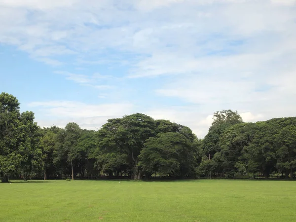 Dziedzinie Zielonej Trawie Parku Miejskim — Zdjęcie stockowe