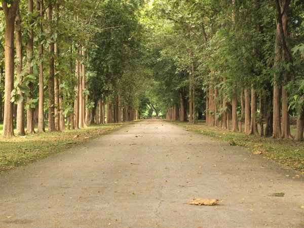 Yol Ağaçların Çevresinde — Stok fotoğraf