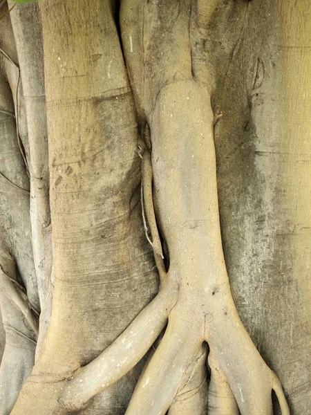 Struttura Della Corteccia Dell Albero Vicino — Foto Stock