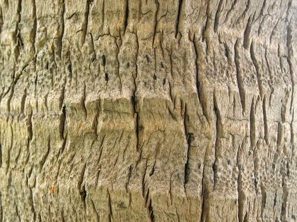 Baumrindenstruktur Aus Nächster Nähe — Stockfoto