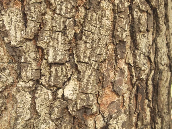 Träd Bark Struktur Närbild — Stockfoto