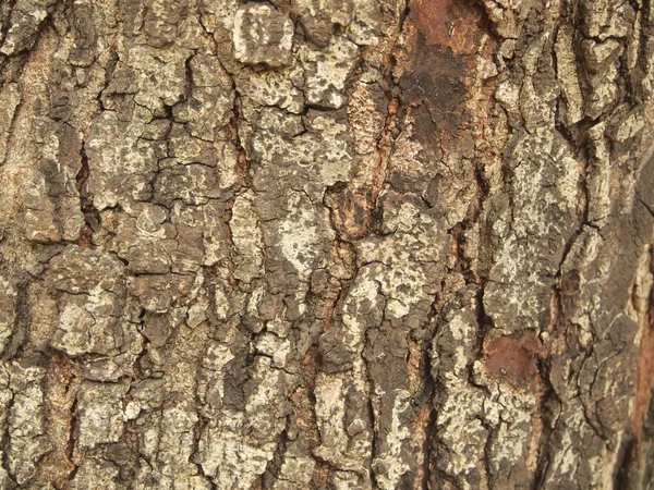 Στενή Υφή Φλοιού Δένδρου — Φωτογραφία Αρχείου