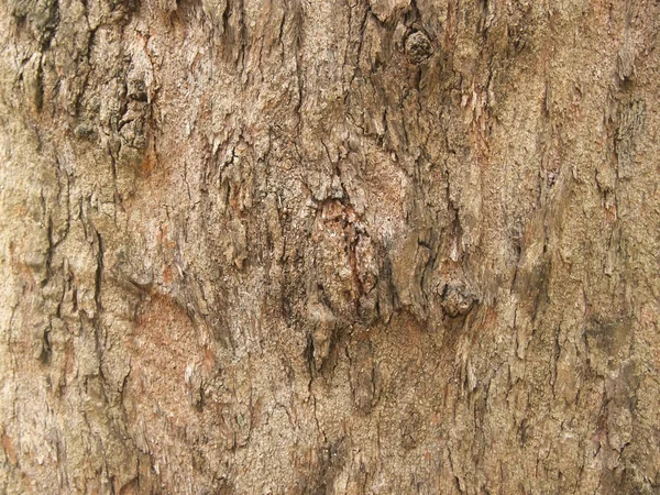 Baumrindenstruktur Aus Nächster Nähe — Stockfoto