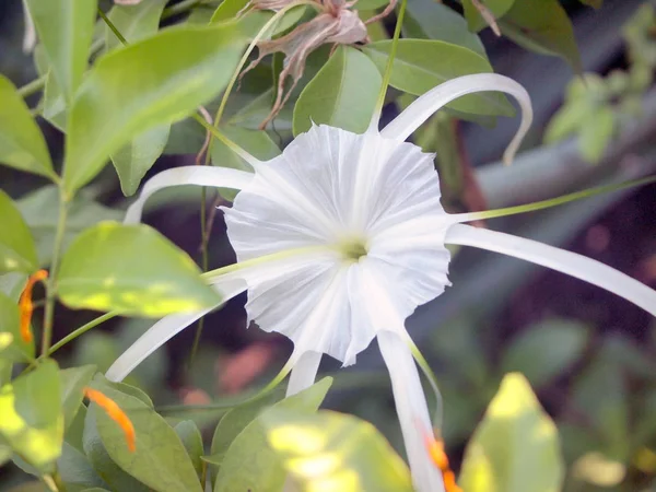 Weiße Spinnenlilie Oder Amaryllidaceae Spinnenlilie — Stockfoto