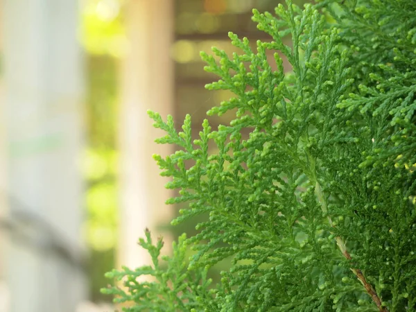 Hoja Verde Pino — Foto de Stock