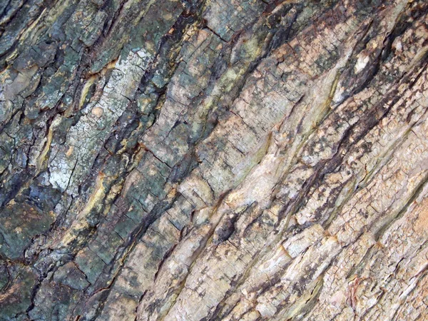 Tree Bark Texture Close — Stock Photo, Image