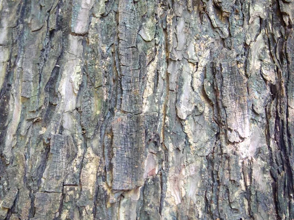 Träd Bark Struktur Närbild — Stockfoto