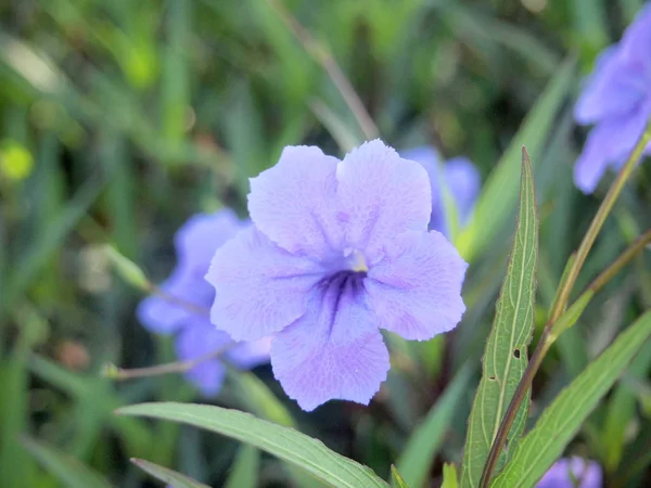 Flores Roxas Jardim Ruellia Tuberosa — Fotografia de Stock