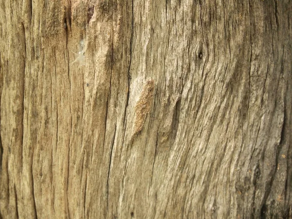 Struttura Della Corteccia Dell Albero Vicino — Foto Stock