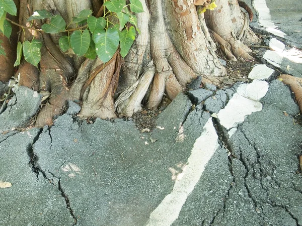 Árbol Forestal Con Raíces —  Fotos de Stock