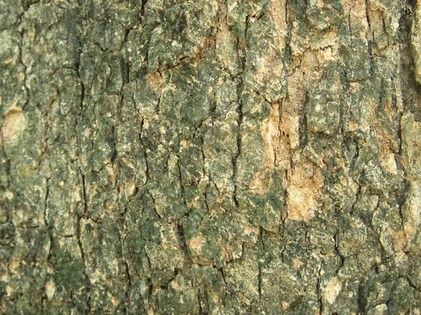 Těsná Textura Kůry Stromu — Stock fotografie