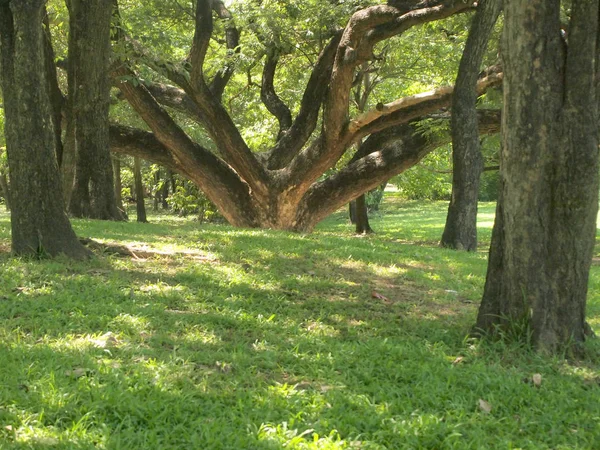Big Green Fresh Tree Branch — Stock Photo, Image