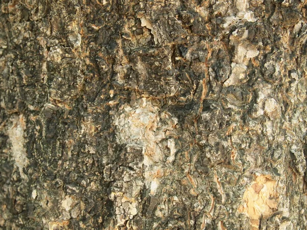 Tree Bark Texture Close — Stock Photo, Image