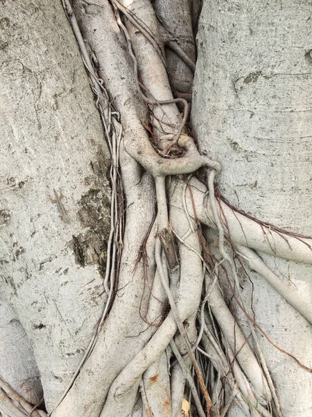 Struttura Della Corteccia Dell Albero Vicino — Foto Stock