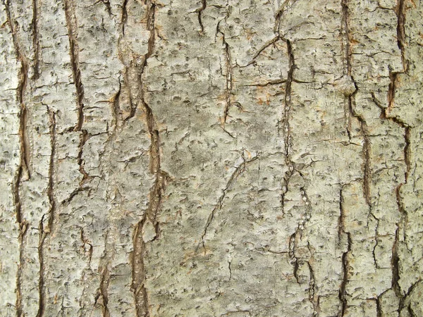 Träd Bark Struktur Närbild — Stockfoto