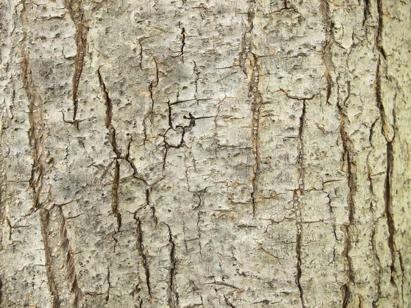 Textura Corteza Árbol Cerca — Foto de Stock