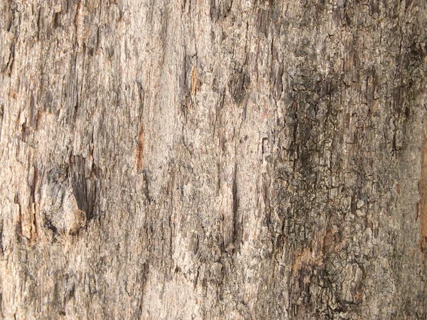 Tree Bark Texture Close — Stock Photo, Image