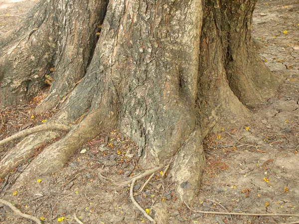 Árbol Forestal Con Raíces —  Fotos de Stock