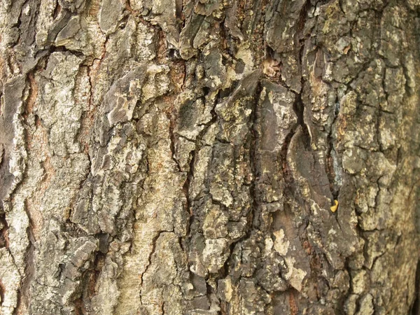 Tree Bark Texture Close — Stock Photo, Image