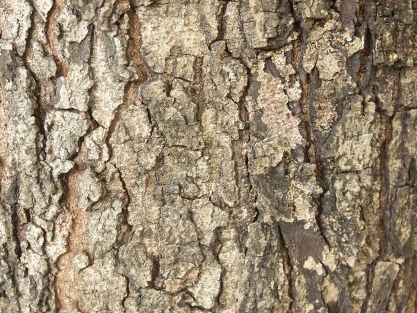 Baumrindenstruktur Aus Nächster Nähe — Stockfoto