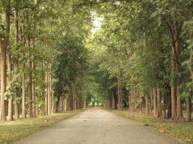 yol ve ağaçların çevresinde