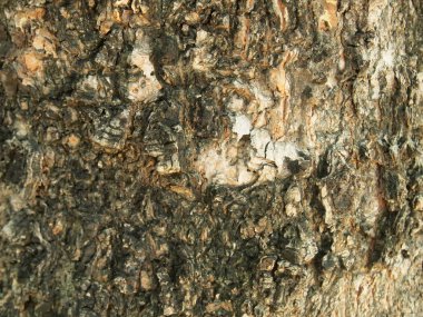 Ağaç kabuğu dokusu kapat