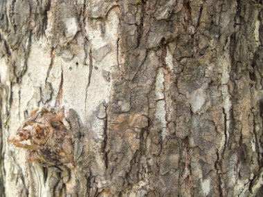 Ağaç kabuğu dokusu kapat