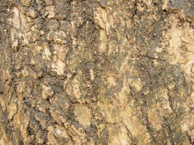 Ağaç kabuğu dokusu kapat