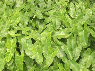 taze ve yeşil yaprak