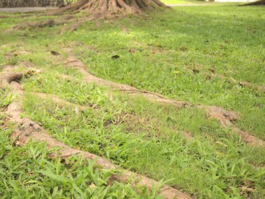 Orman Ağaç kökleri ile