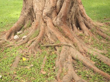 Orman Ağaç kökleri ile