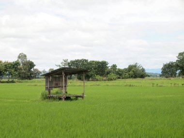 Tayland 'daki güzel pirinç tarlaları.