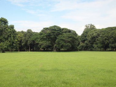 Şehir Parkı alanında yeşil çimen