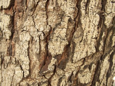 Ağaç kabuğu dokusu kapat