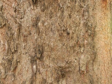 Ağaç kabuğu dokusu kapat