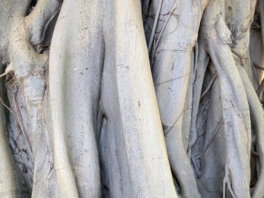 Ağaç kabuğu dokusu kapat