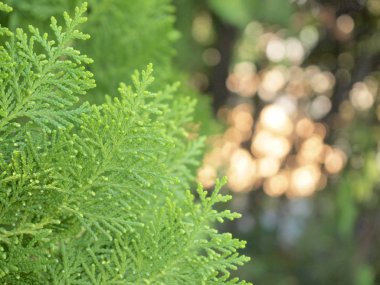 Çam ağacının yaprak yeşil