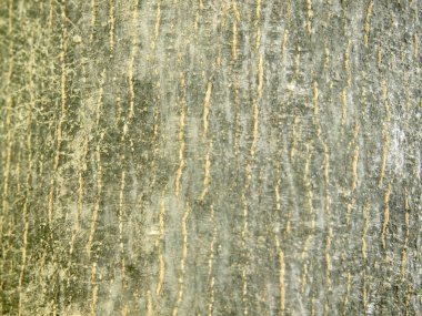 Ağaç kabuğu dokusu kapat