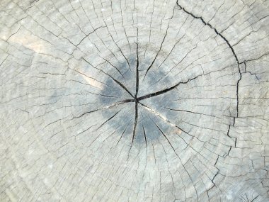 Ahşap arka plan yakın çekim