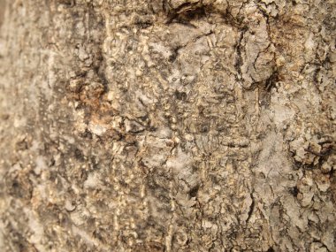 Ağaç kabuğu dokusu kapat